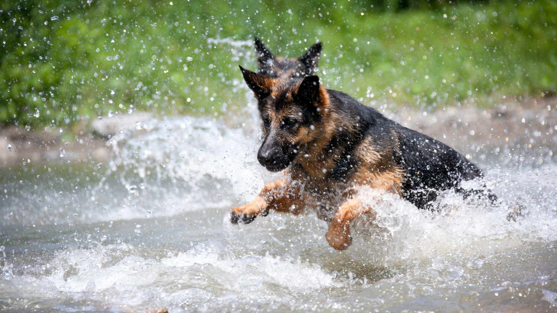 Hund kotet seit 4 Tagen nicht - was tun?